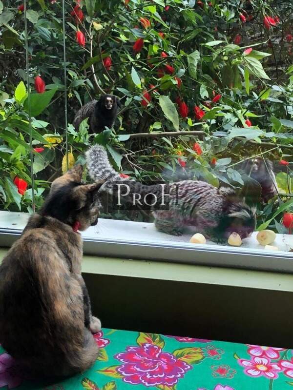 Chácara, 7 quartos - Foto 27