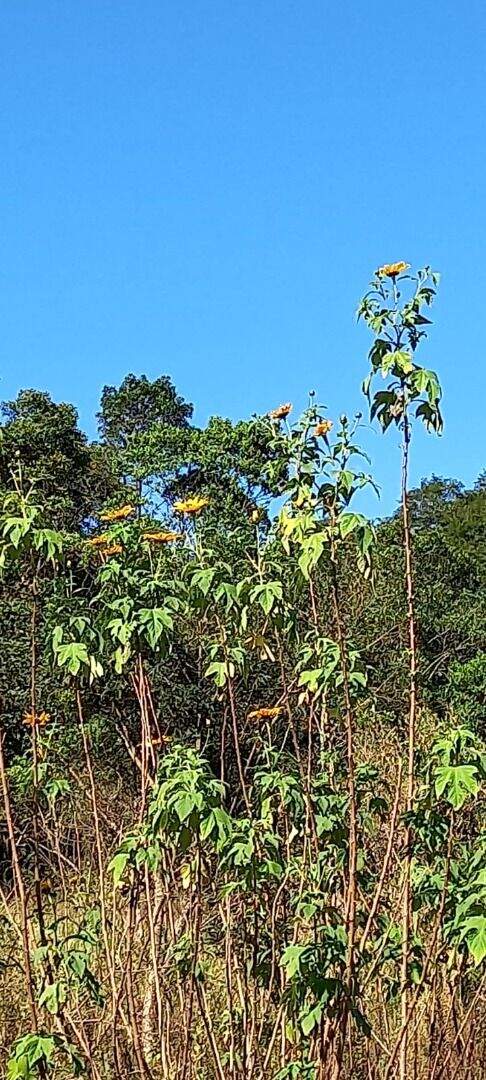 Terreno à venda no Parque São Vicente: 