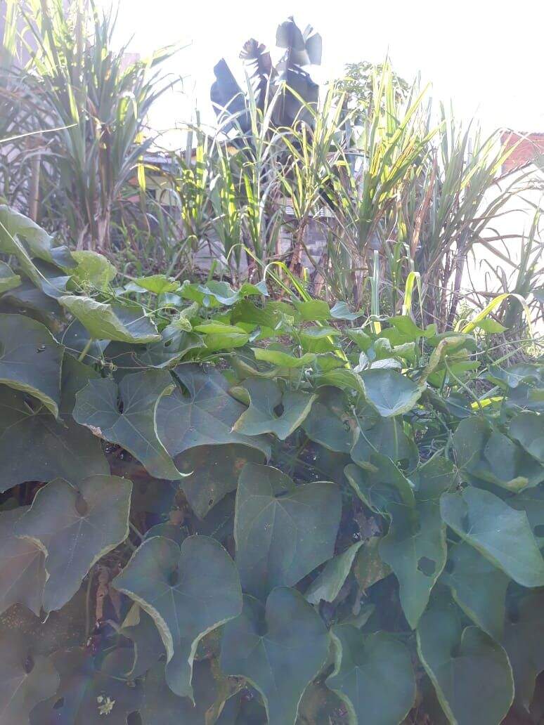 Terreno à venda no Vila Ana: 