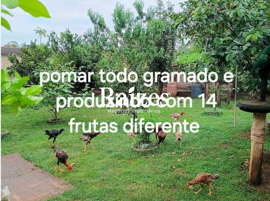 Chácara, 3 quartos - Foto 14