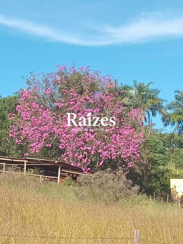 Sítio, 2 quartos, 9 hectares - Foto 13