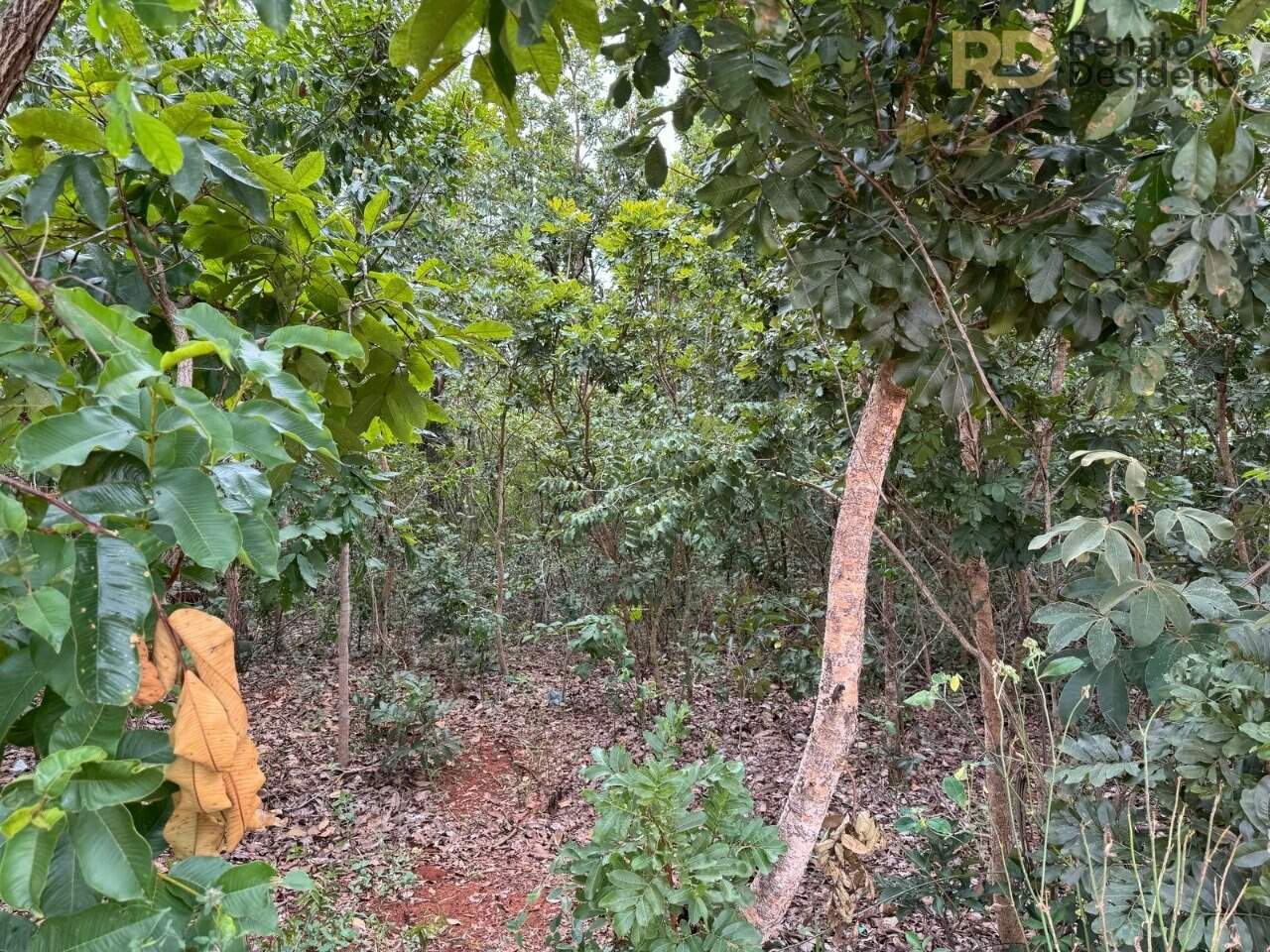 Terreno à venda no Estância do Campo: 