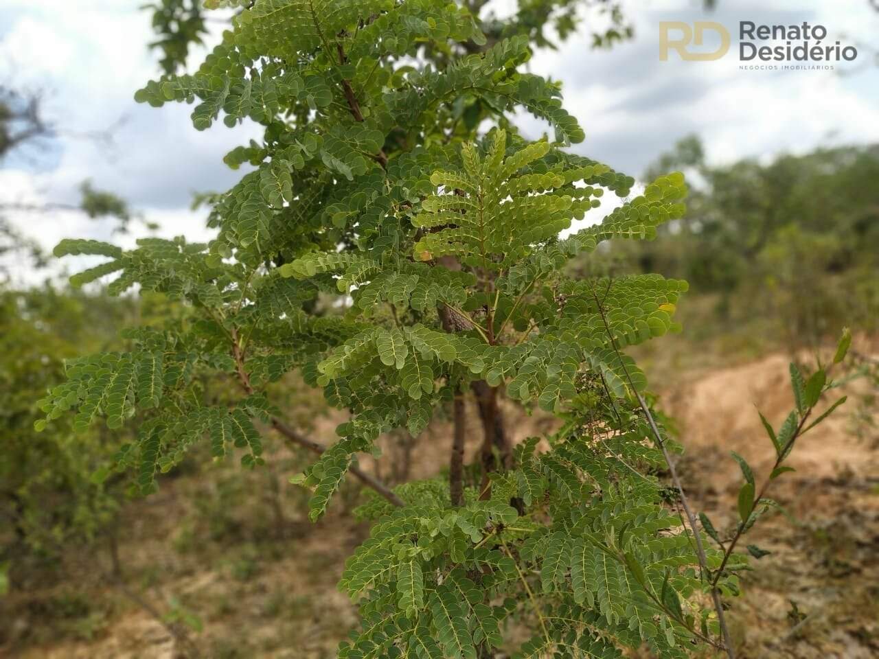 Área à venda no Capão Grande: 