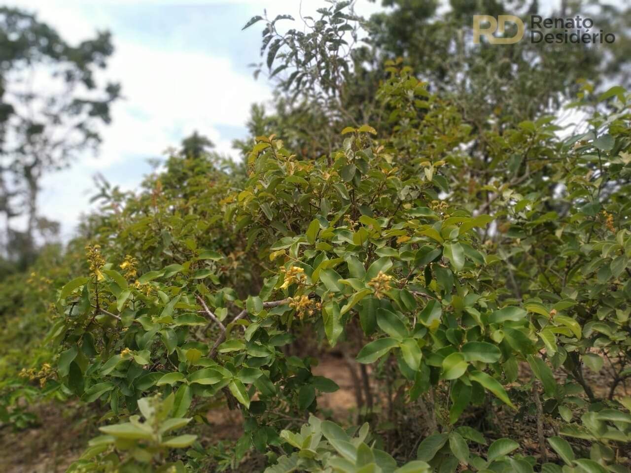 Área à venda no Capão Grande: 