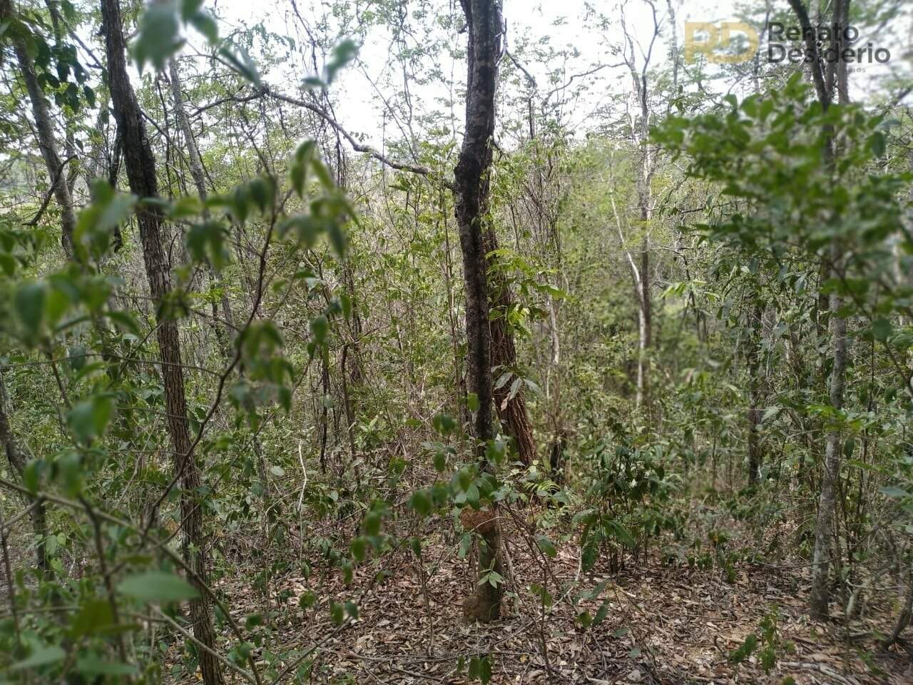 Área à venda no Capão Grande: 