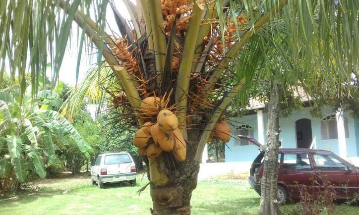 Sítio à venda no Sergeiro: 