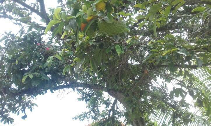 Sítio à venda no Sergeiro: 