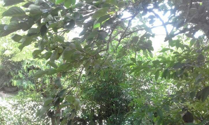 Sítio à venda no Sergeiro: 