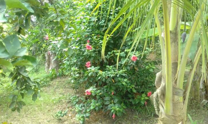 Sítio à venda no Sergeiro: 