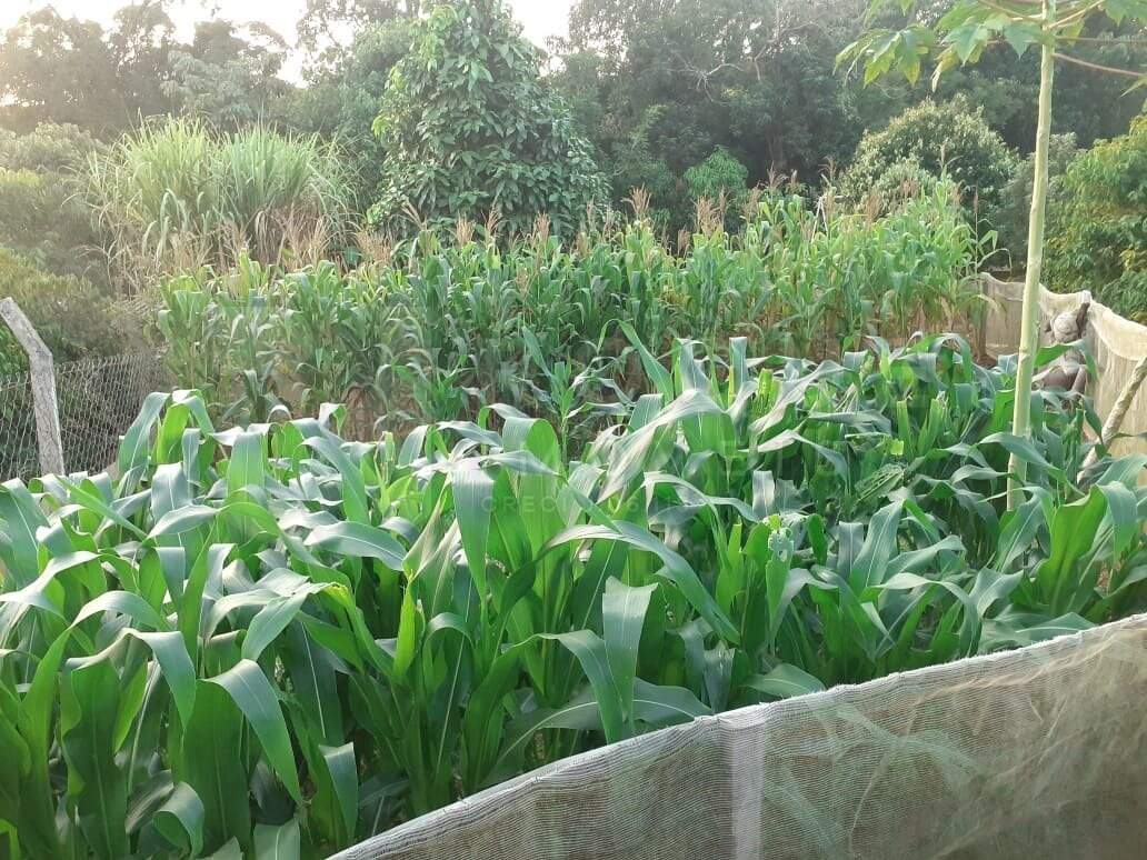 Chácara à venda no bairro Jardim Lagoa Nova: PLANTAÇÃO