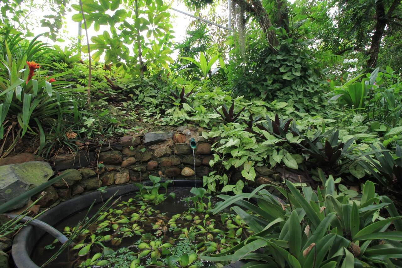 Chácara à venda no bairro Pires de Baixo: TANQUE DE PEIXES (EXTERNO FUNDO)