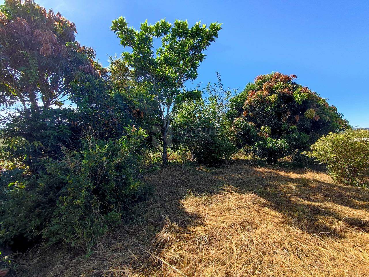 Chácara à venda no bairro Bairro dos Abreus: ÁRVORES FRUTÍFERAS