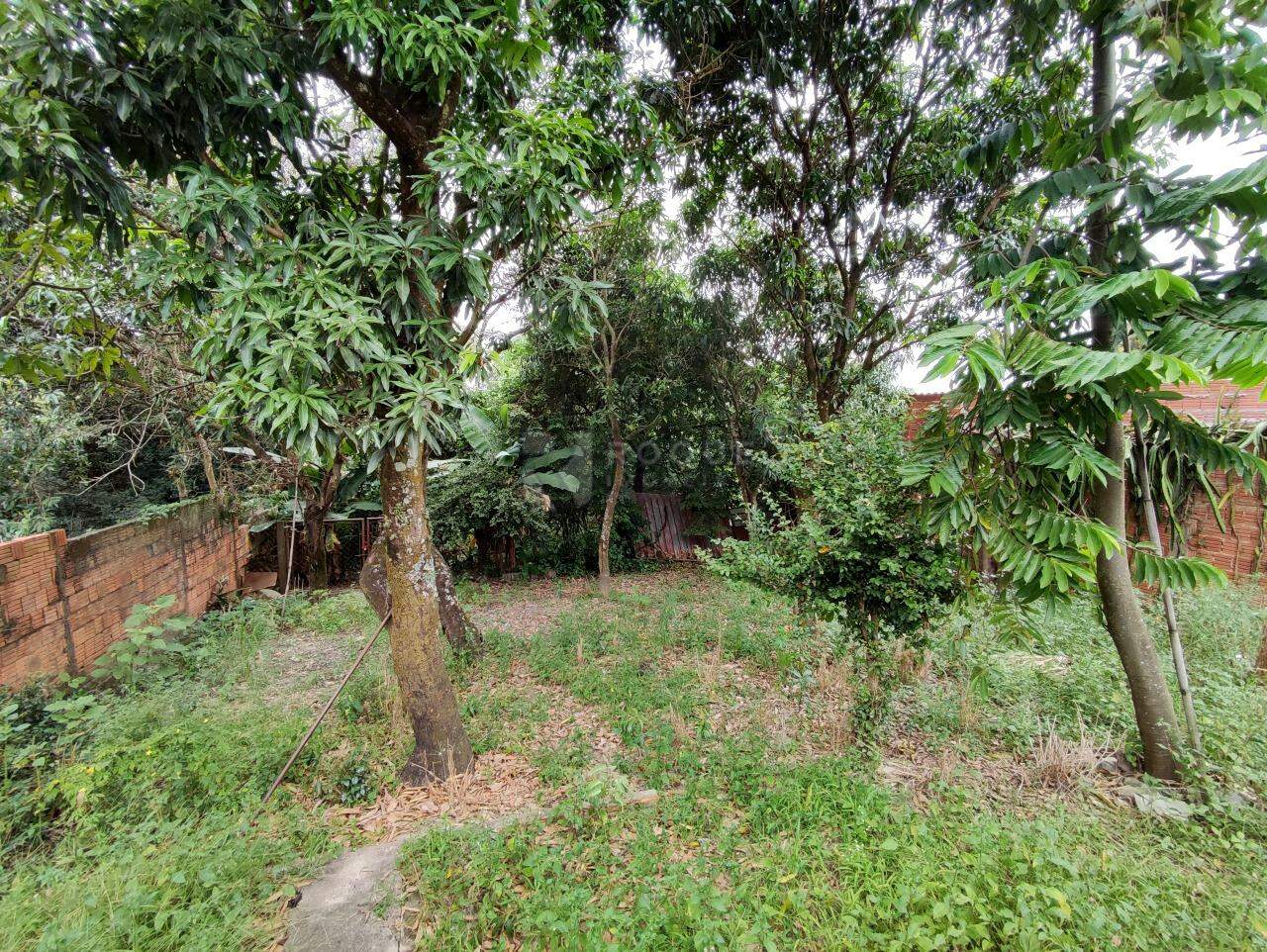 Chácara à venda no bairro Jardim Nova Suiça: ÁREA DE PLANTIO
