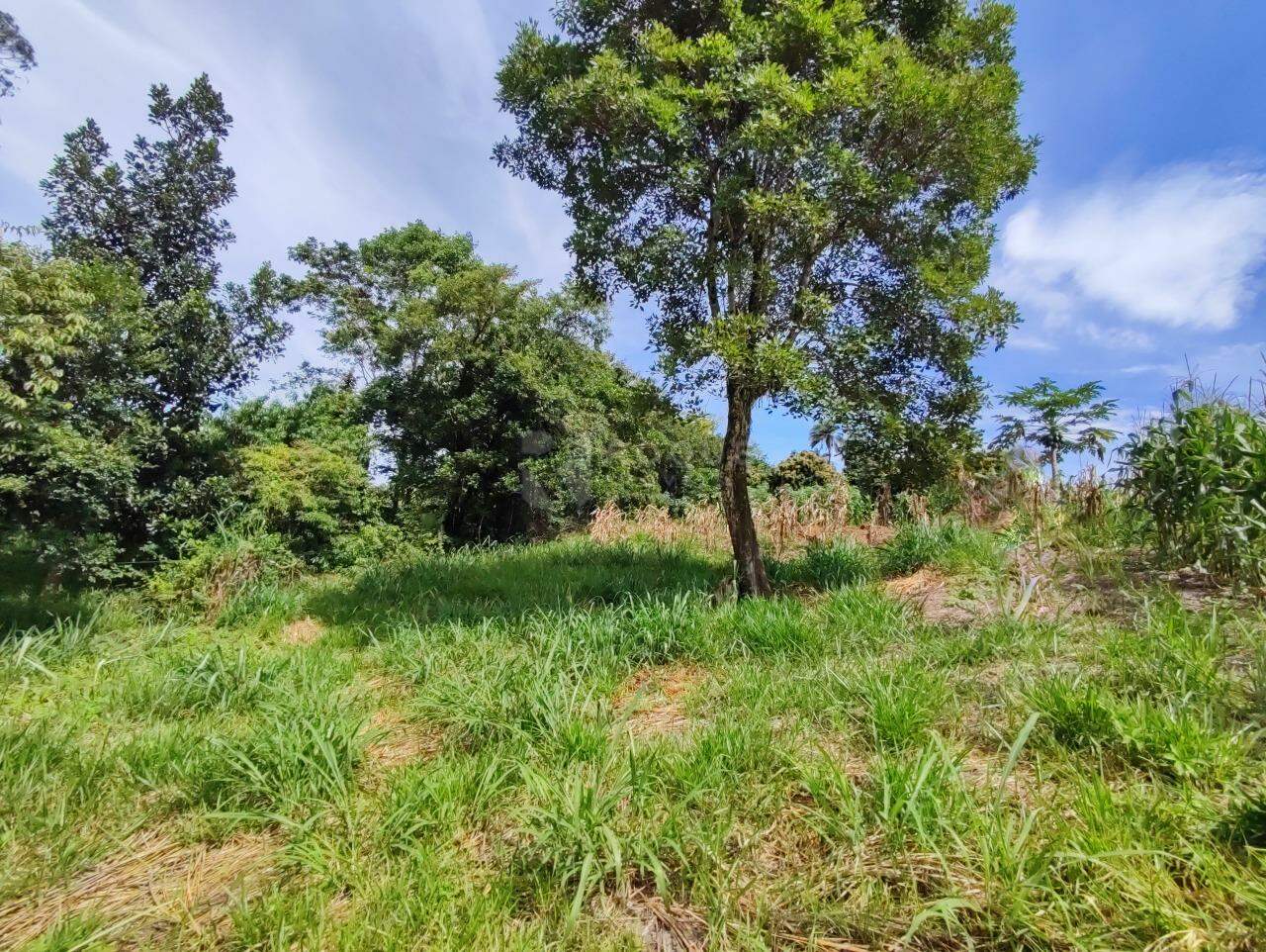 Sítio à venda no bairro Ribeirão do Pinhal: