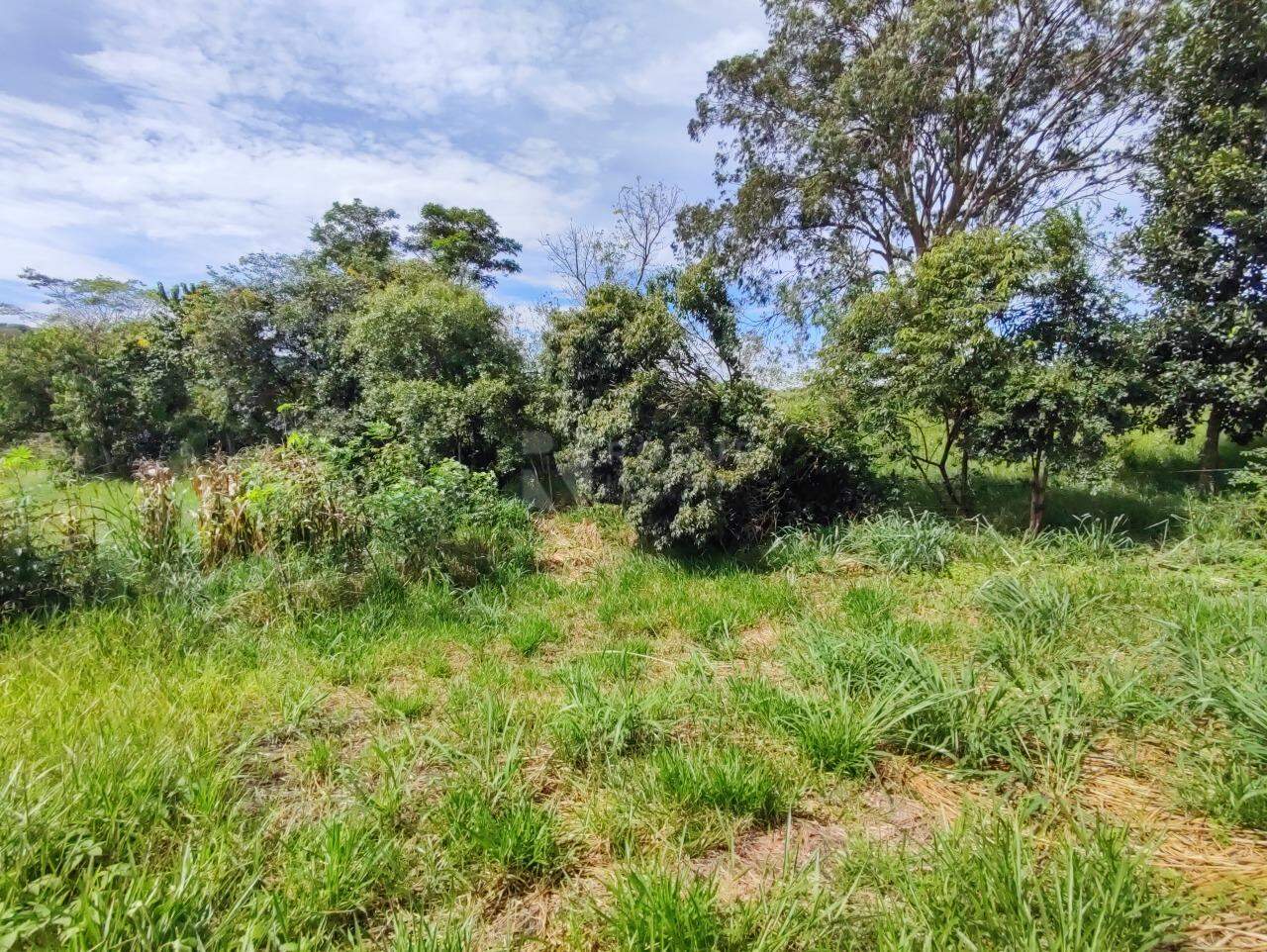 Sítio à venda no bairro Ribeirão do Pinhal: