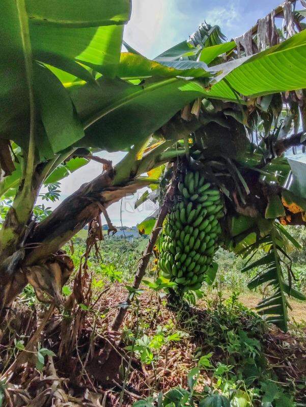 Sítio à venda no bairro Ribeirão do Pinhal: