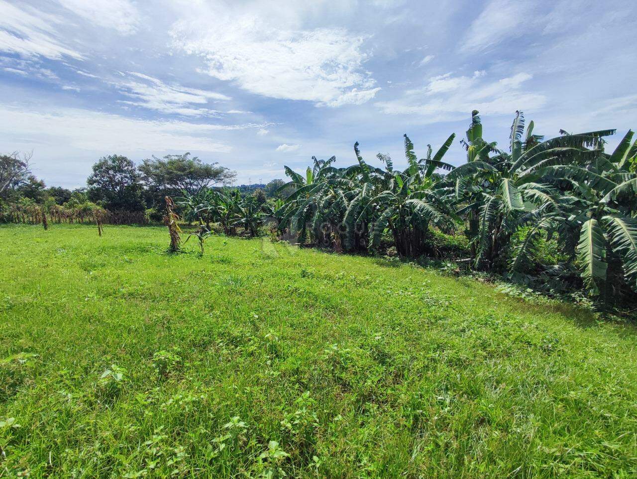 Sítio à venda no bairro Ribeirão do Pinhal: 