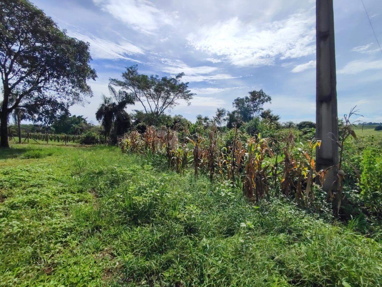 Sítio à venda no bairro Ribeirão do Pinhal: