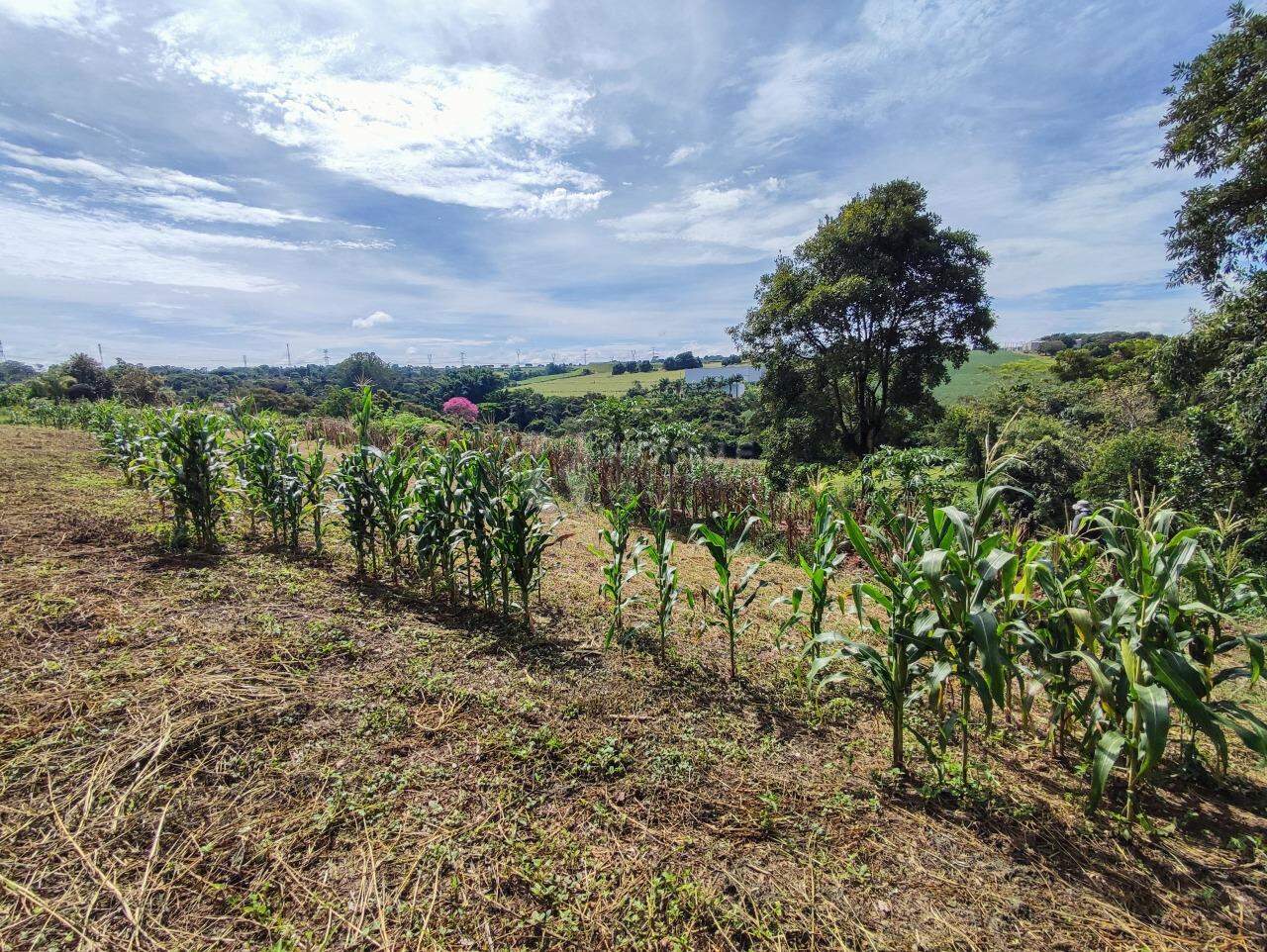 Sítio à venda no bairro Ribeirão do Pinhal:
