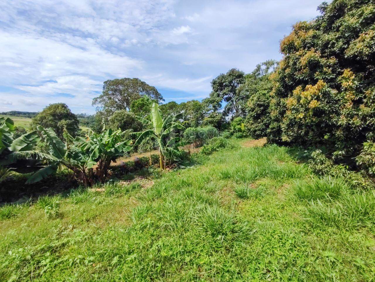 Sítio à venda no bairro Ribeirão do Pinhal: