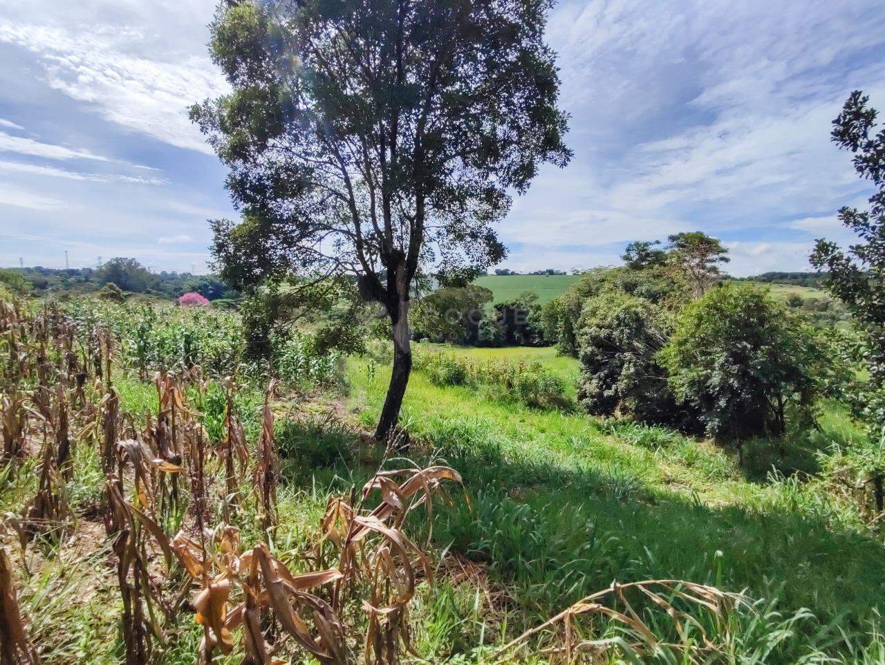 Sítio à venda no bairro Ribeirão do Pinhal:
