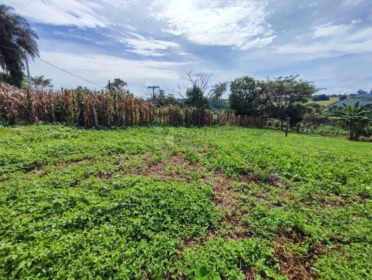 Sítio à venda no bairro Ribeirão do Pinhal: