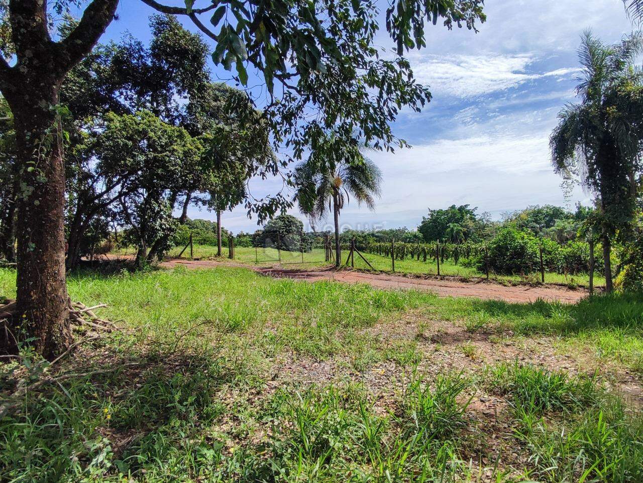 Sítio à venda no bairro Ribeirão do Pinhal: