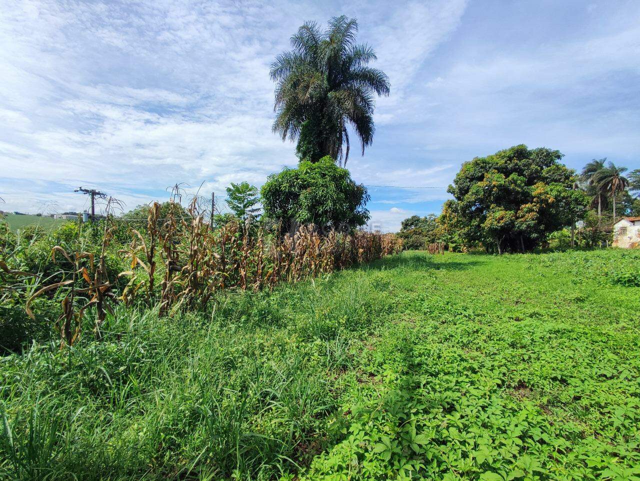 Sítio à venda no bairro Ribeirão do Pinhal: