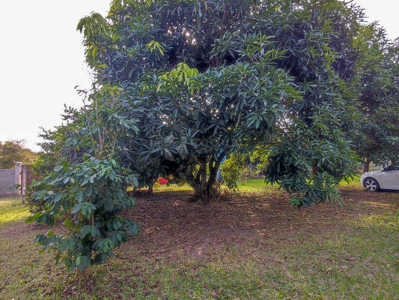 Chácara à venda no bairro Área Rural de Limeira: ÁREA EXTERNA