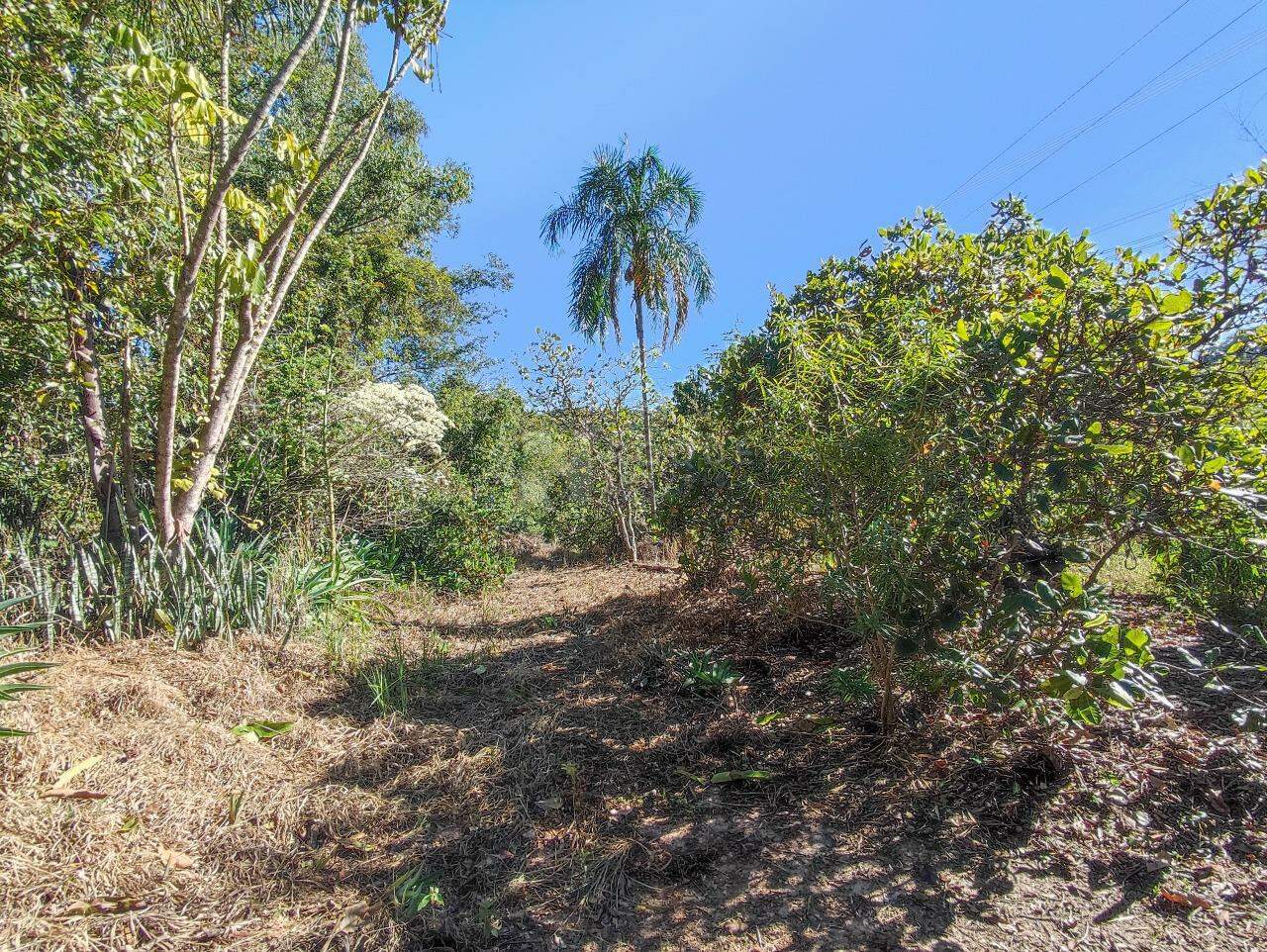 Chácara à venda no bairro Ribeirão do Pinhal: ÁREA DE PLANTIO