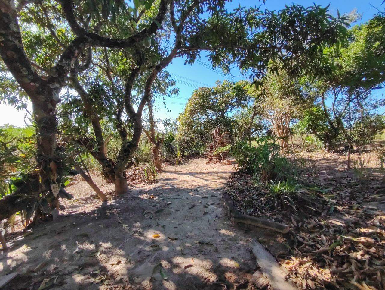 Chácara à venda no bairro Ribeirão do Pinhal: ÁREA DE PLANTIO