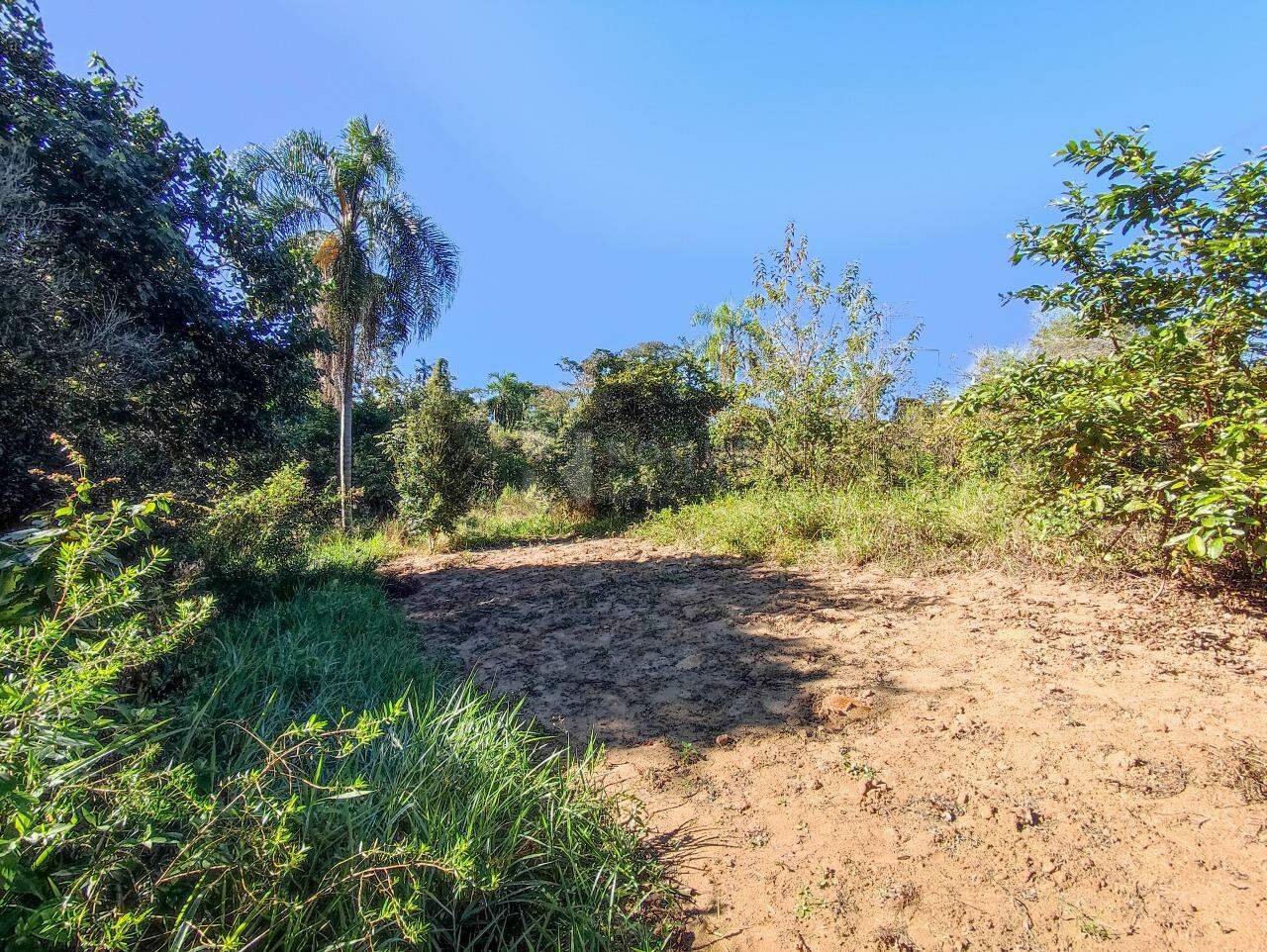 Chácara à venda no bairro Ribeirão do Pinhal: ÁREA DE PLANTIO