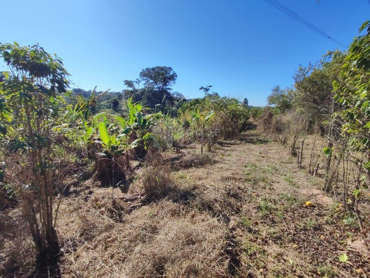Chácara à venda no bairro Ribeirão do Pinhal: ÁREA DE PLANTIO
