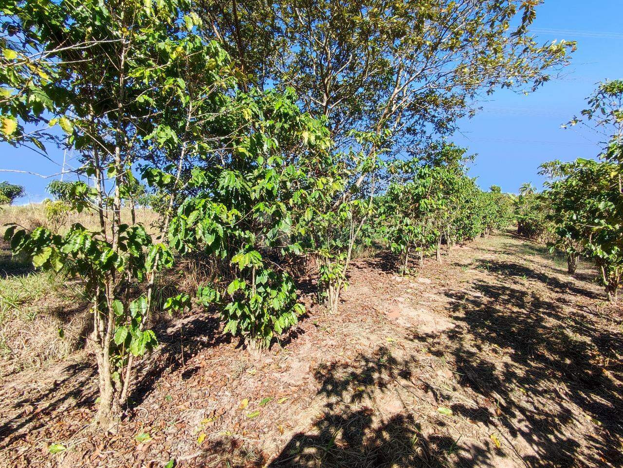 Chácara à venda no bairro Ribeirão do Pinhal: ÁREA DE PLANTIO