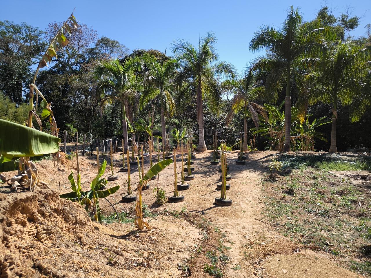 Chácara à venda no bairro Bairro dos Lopes: ÁREA DE PLANTIO