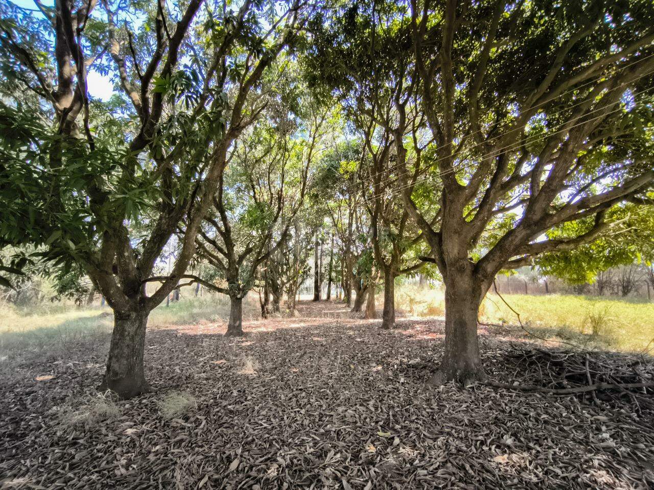 Sítio à venda no bairro Área Rural de Limeira: ÁRVORES FRUTÍFERAS