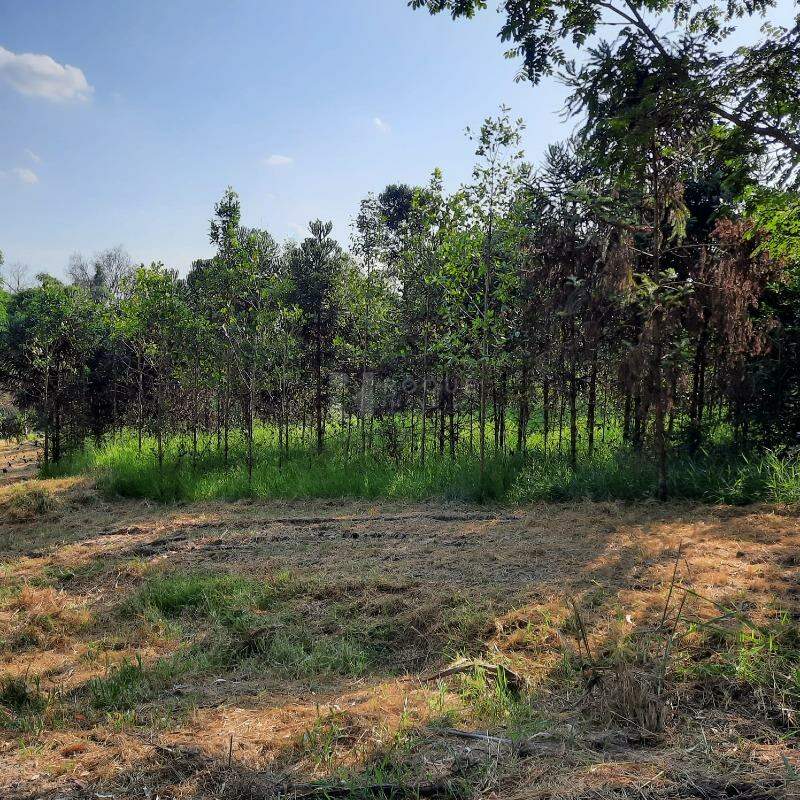Sítio à venda no bairro Área Rural de Limeira: 