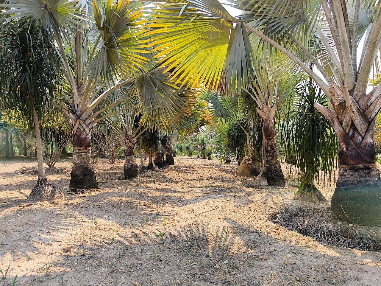 Chácara à venda no bairro Área Rural de Limeira: ÁREA DE PLANTIO