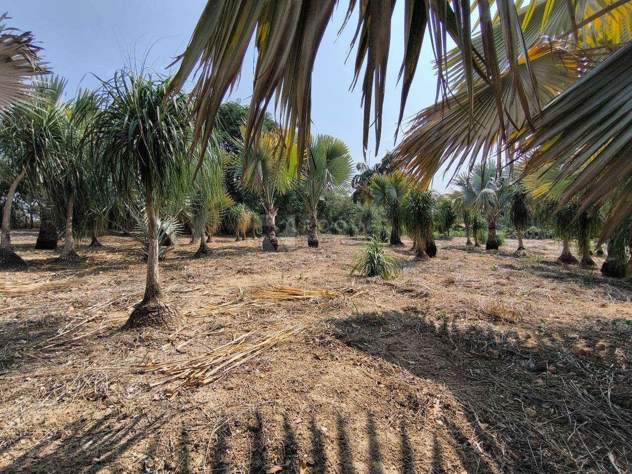 Chácara à venda no bairro Área Rural de Limeira: ÁREA DE PLANTIO