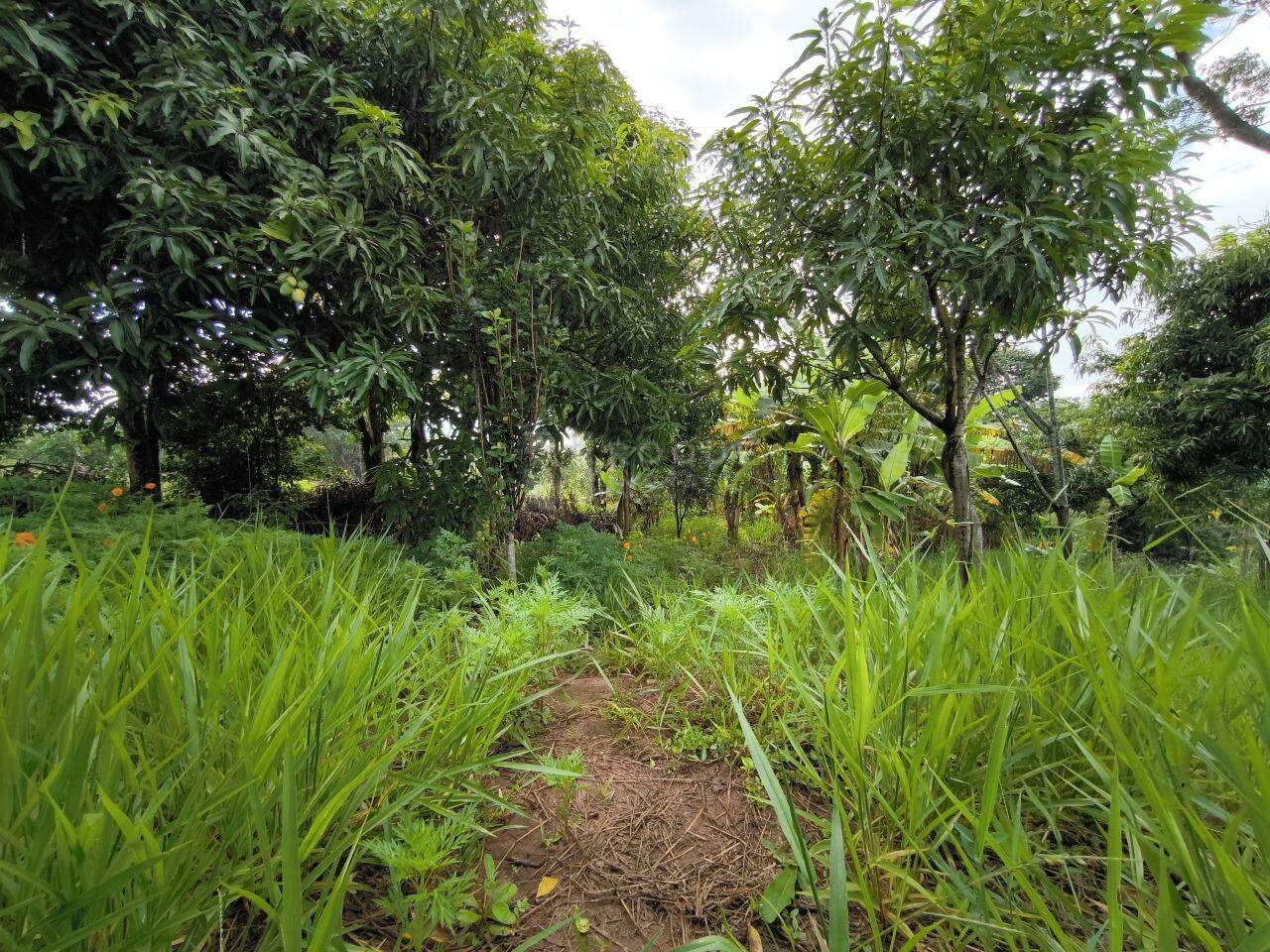 Chácara à venda no bairro Pires de Cima: