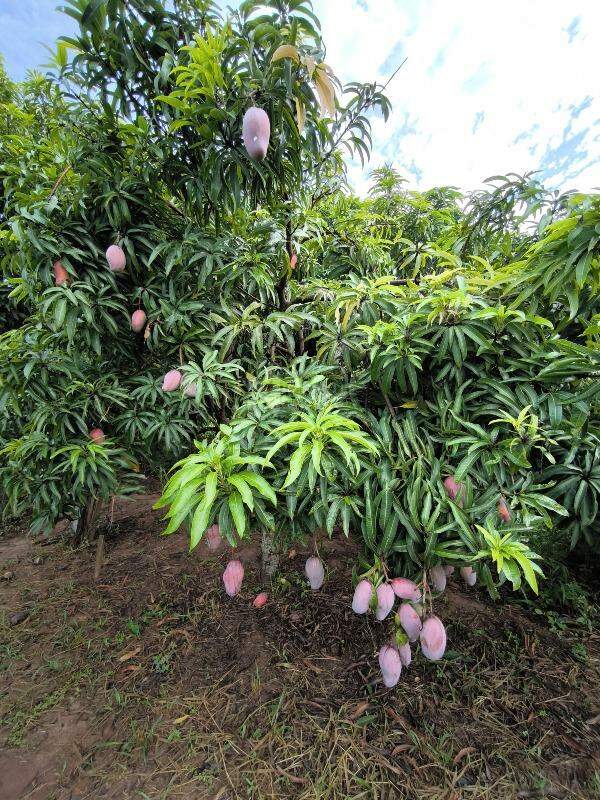 Chácara à venda no bairro Pires de Cima: