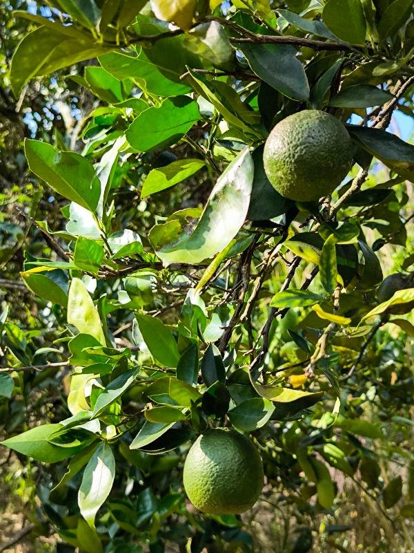 Área à venda no bairro Bairro dos Pires de Baixo: 