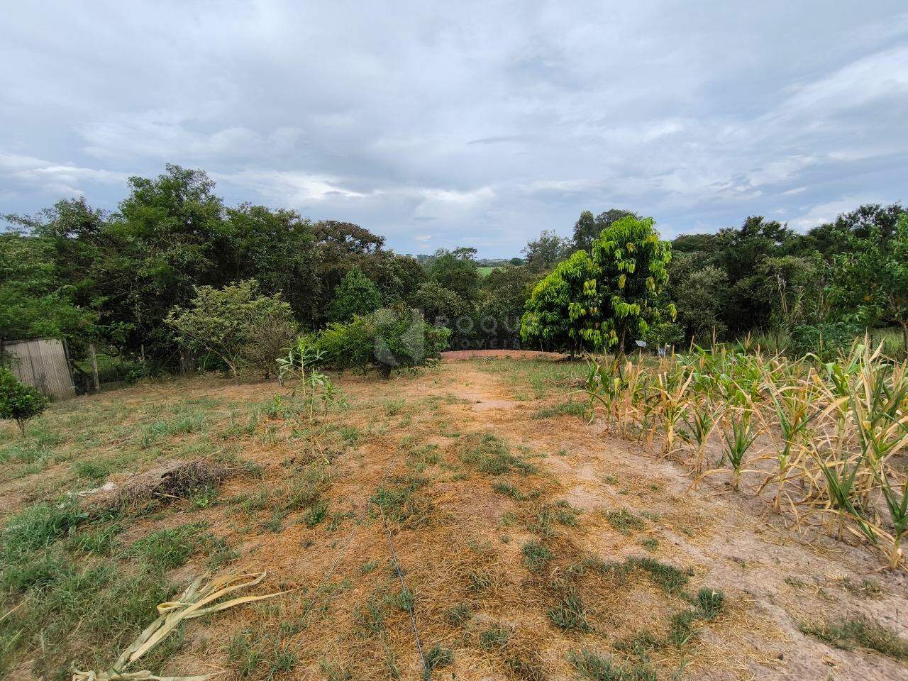 Sítio à venda no bairro Bairro do Pinhal: ÁREA DE PLANTIO