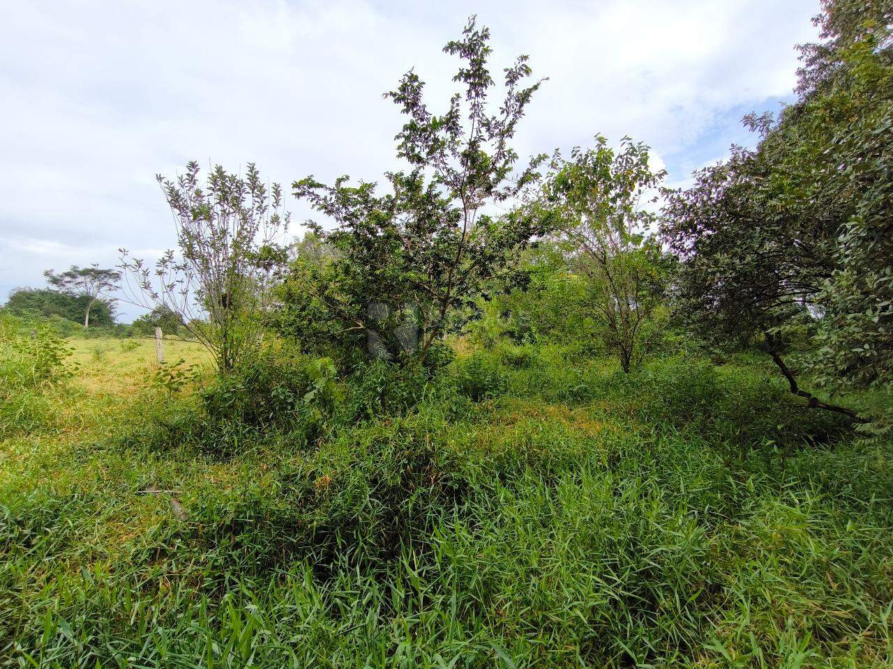 Sítio à venda no bairro Bairro do Pinhal: ÁREA VERDE