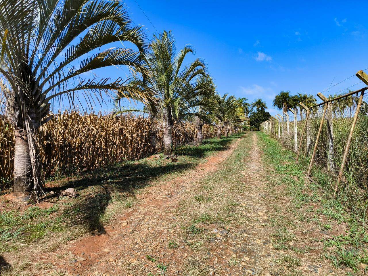 Chácara à venda no bairro Bairro do Pinhal: ÁREA DE PLANTIO