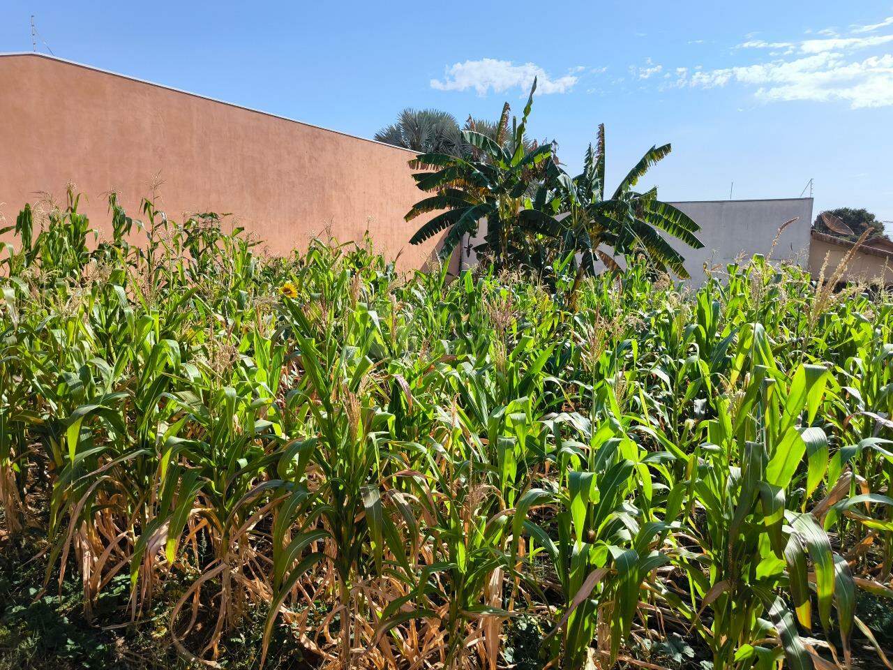 Terreno à venda no bairro Jardim Residencial Village: 