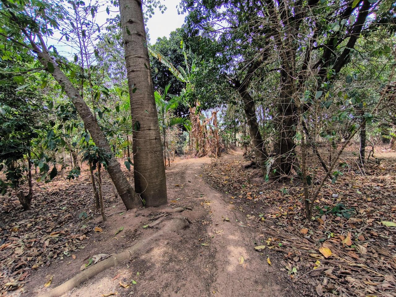 Chácara à venda no bairro Área Rural de Limeira: ÁREA DE PLANTIO