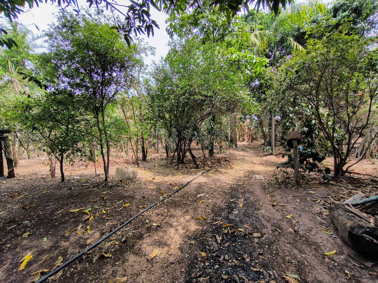 Chácara à venda no bairro Área Rural de Limeira: ÁREA DE PLANTIO