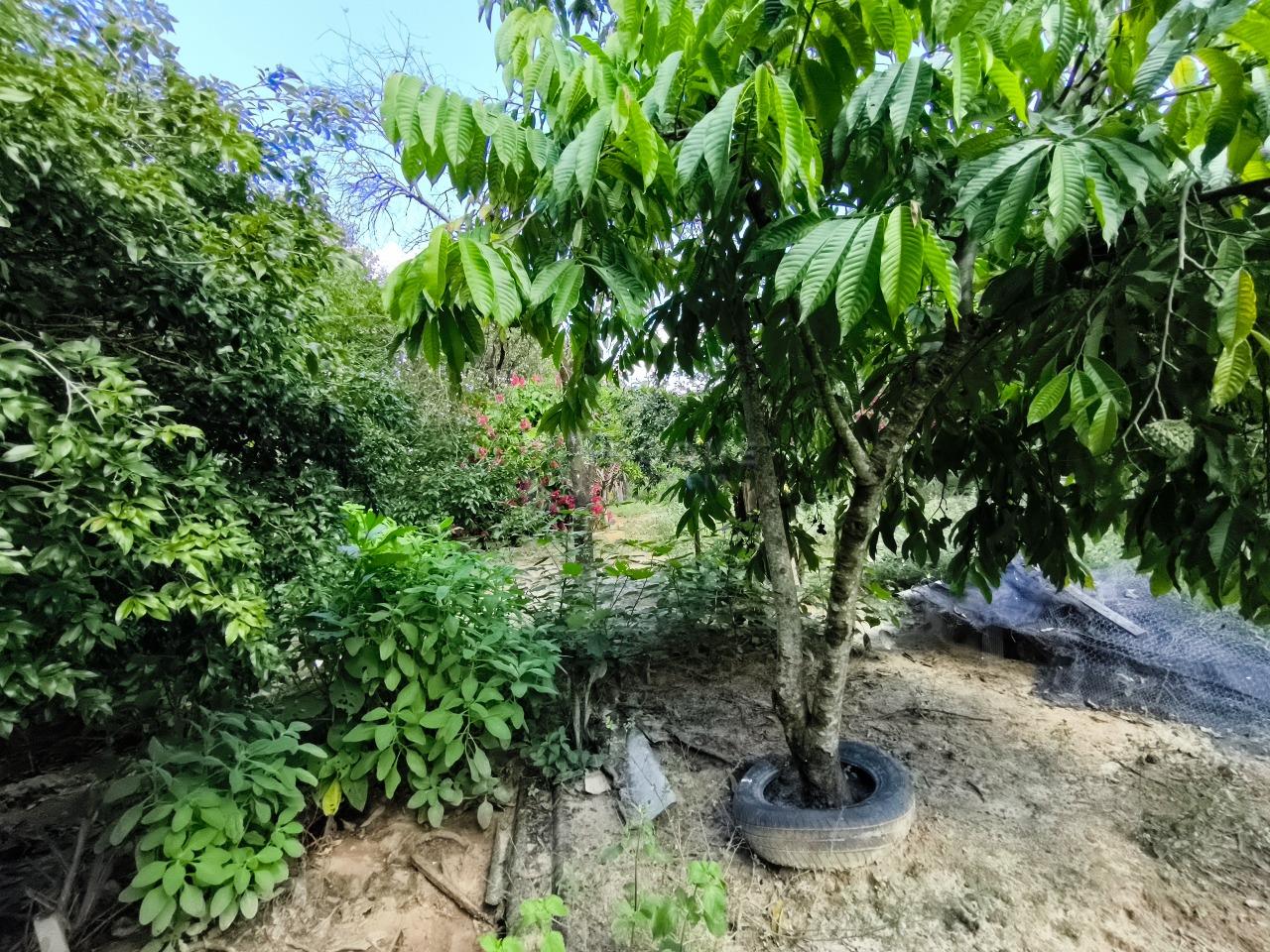 Chácara à venda no bairro Lagoa Nova: POMAR