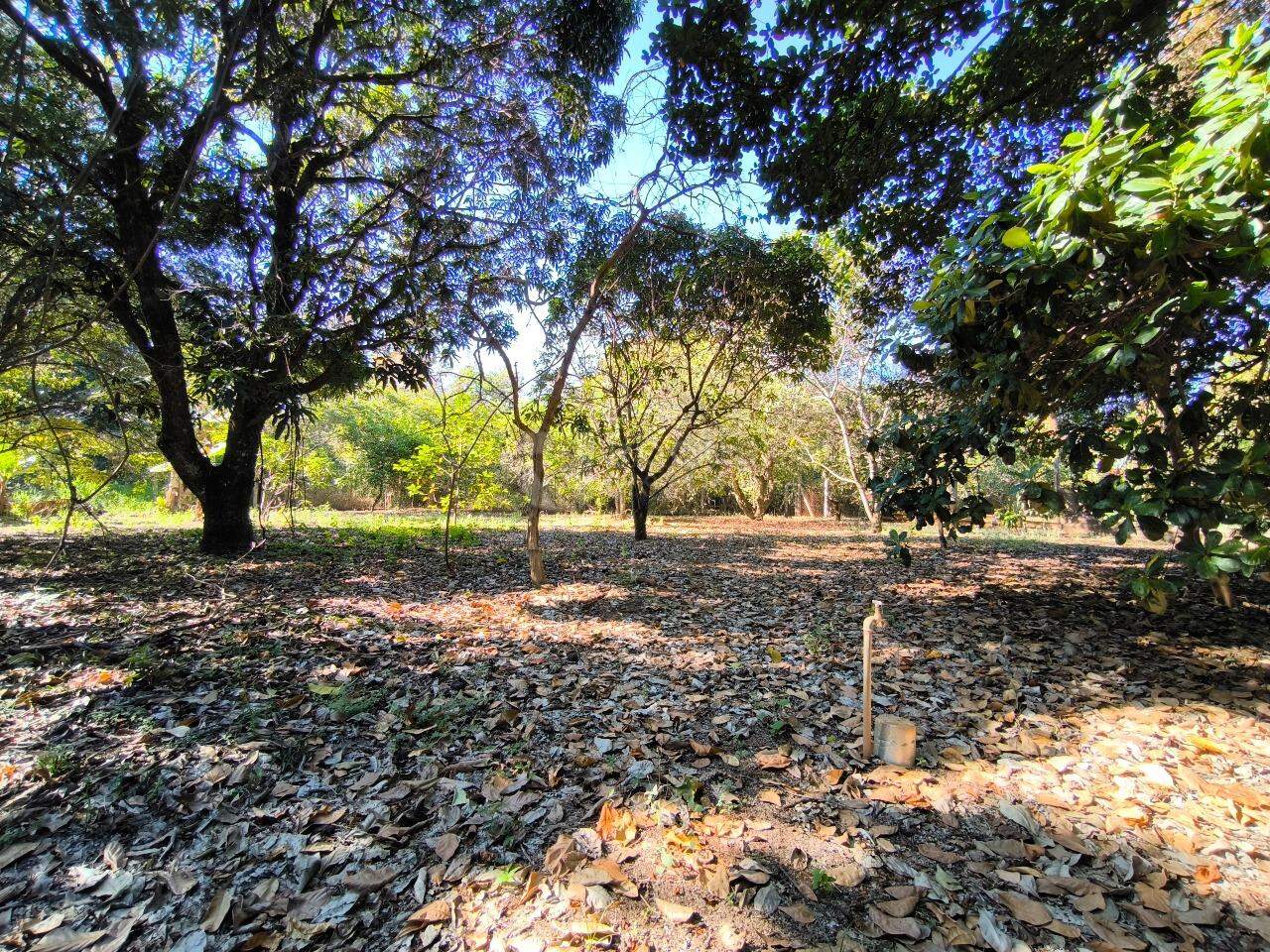 Chácara à venda no bairro Park Green Ville: POMAR